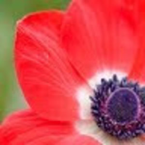 Meet your Posher, Soraya